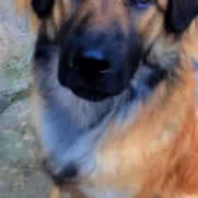 Cachorro porte medio para adoção em Franco da Rocha - São Paulo