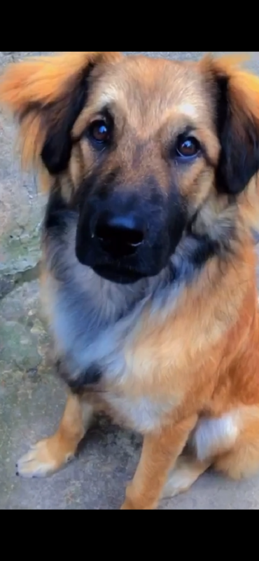 Cachorro Médio para adoção em Franco da Rocha - São Paulo