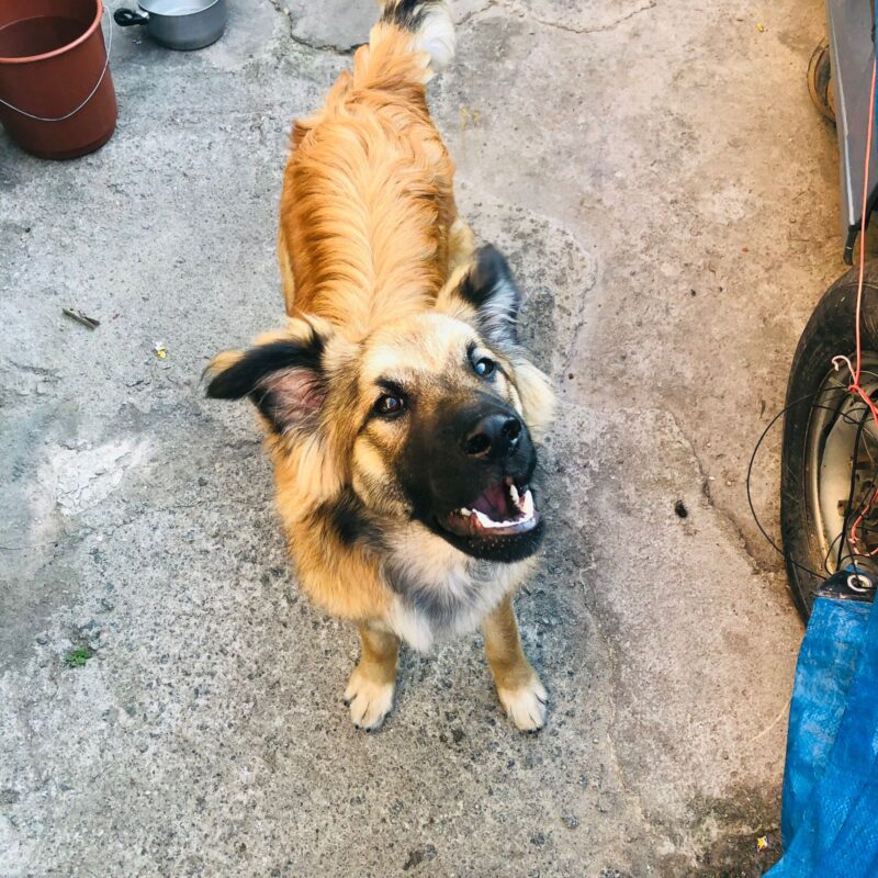 Cachorro Médio para adoção em Franco da Rocha - São Paulo