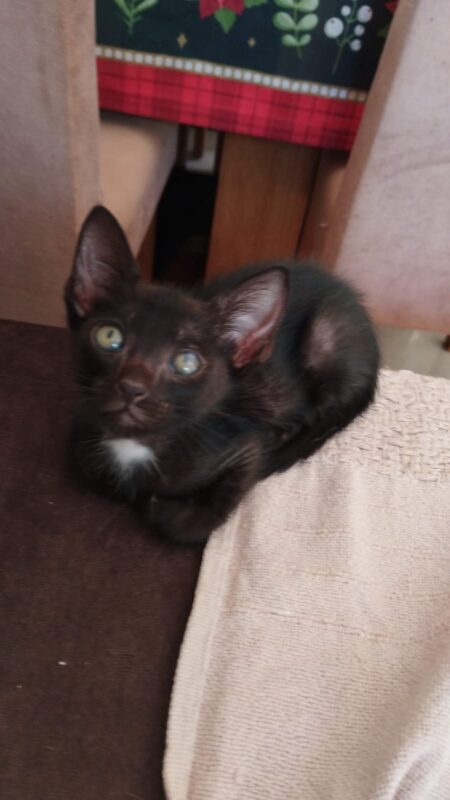 Gato Pequeno para adoção em Foz do Iguaçu - Paraná