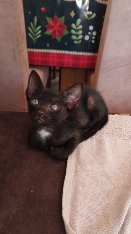 Gato Pequeno para adoção em Foz do Iguaçu - Paraná