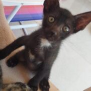 Gato porte pequeno para adoção em Foz do Iguaçu - Paraná