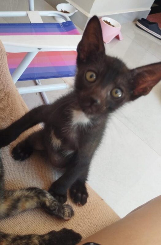 Gato Pequeno para adoção em Foz do Iguaçu - Paraná