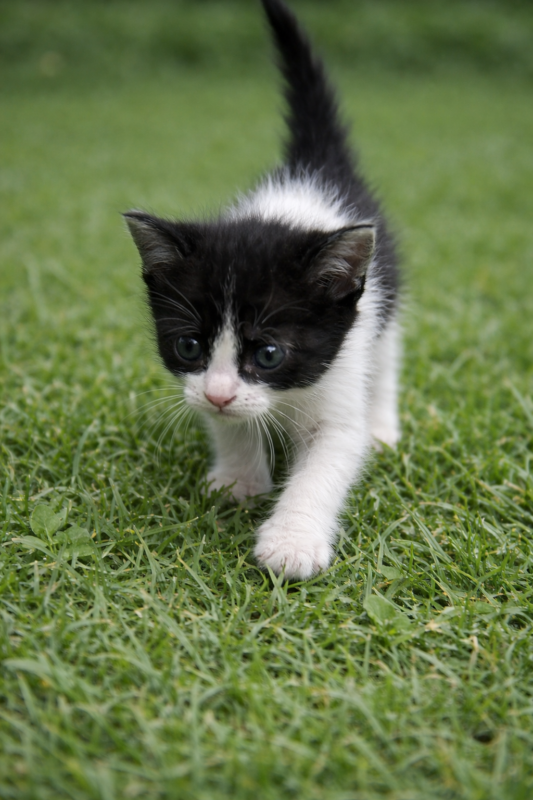 Gato Pequeno para adoção em Cuiabá - Mato Grosso