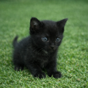 Gato porte medio para adoção em Cuiabá - Mato Grosso