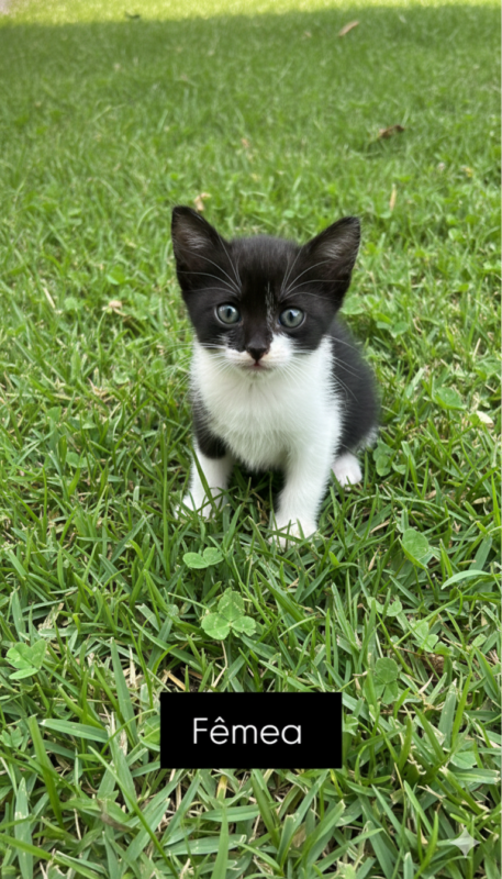 Gato Pequeno para adoção em Cuiabá - Mato Grosso
