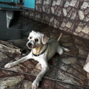 Cachorro porte medio para adoção em Belo Horizonte - Minas Gerais