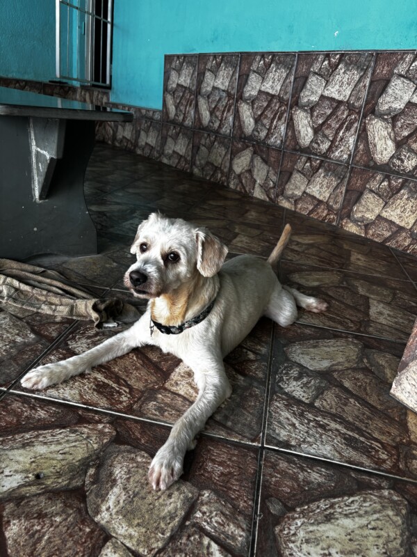 Cachorro Médio para adoção em Belo Horizonte - Minas Gerais