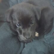 Cachorro porte pequeno para adoção em Guarulhos - São Paulo