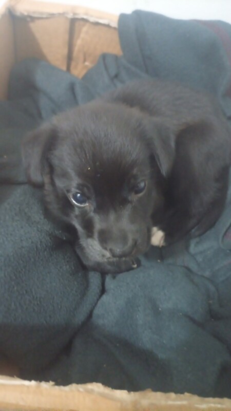 Cachorro Pequeno para adoção em Guarulhos - São Paulo