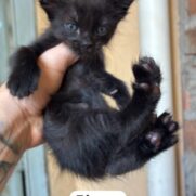 Gato porte pequeno para adoção em Aparecida de Goiânia - Goiás