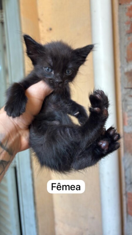 Gato Pequeno para adoção em Aparecida de Goiânia - Goiás