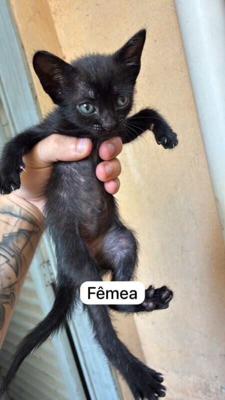 Gato Pequeno para adoção em Aparecida de Goiânia - Goiás