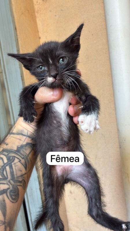 Gato Pequeno para adoção em Aparecida de Goiânia - Goiás