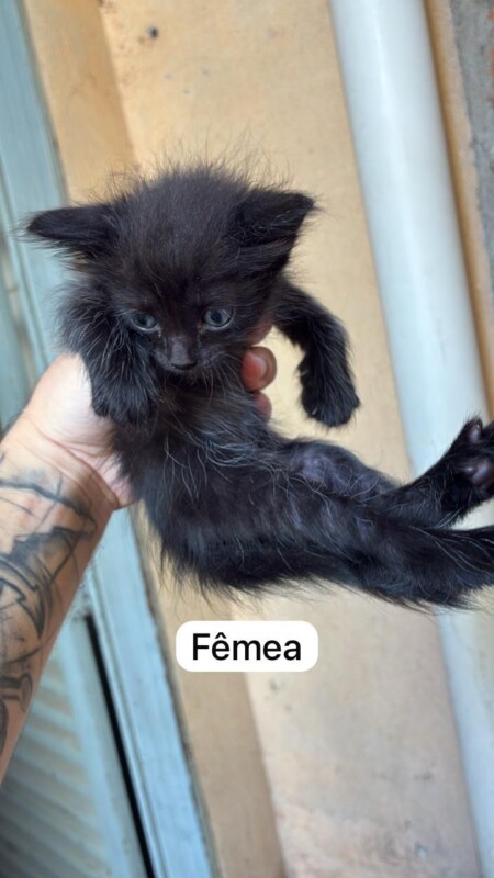 Gato Pequeno para adoção em Aparecida de Goiânia - Goiás