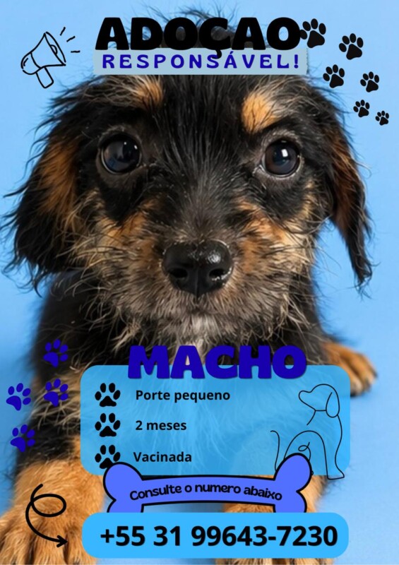 Cachorro Pequeno para adoção em Vespasiano - Minas Gerais