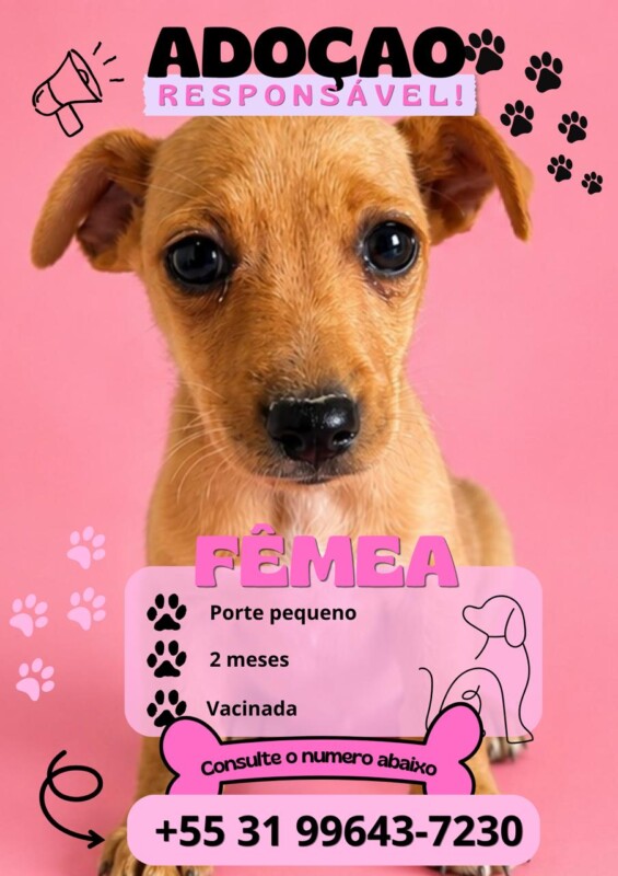 Cachorro Pequeno para adoção em Vespasiano - Minas Gerais