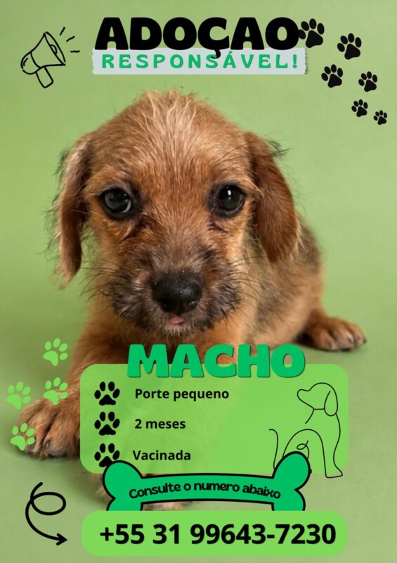Cachorro Pequeno para adoção em Vespasiano - Minas Gerais