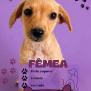 Cachorro porte pequeno para adoção em Vespasiano - Minas Gerais