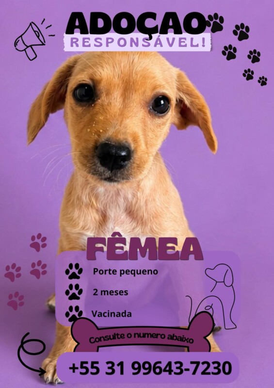 Cachorro Pequeno para adoção em Vespasiano - Minas Gerais